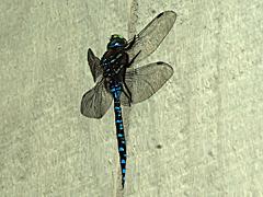 Variable Darner